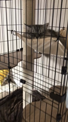 冨岡利枝ブリーダーからお迎えしたミヌエット：レオくん