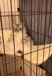 冨岡利枝ブリーダーからお迎えしたミヌエット：レオくん