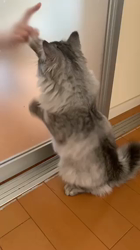 冨岡利枝ブリーダーからお迎えしたミヌエット：レオくん