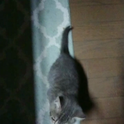 深沢ことみブリーダーからお迎えしたスコティッシュフォールド:シキくん