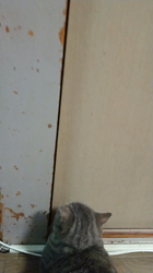 深沢ことみブリーダーからお迎えしたスコティッシュフォールド:シキくん