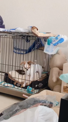 上田良子ブリーダーからお迎えしたチワワ(ロング)：そぼろちゃん