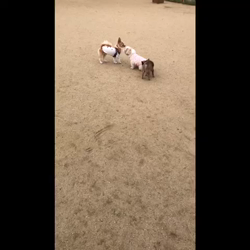 服部吉伸ブリーダーからお迎えしたチワワ(ロング)：トラくん