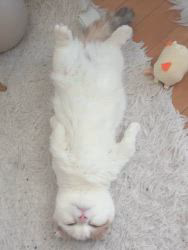 岡野将之ブリーダーからお迎えしたマンチカン：トロちゃん