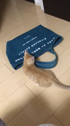 大槻祐子ブリーダーからお迎えしたマンチカン：ととらくん