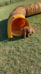 伊藤光央ブリーダーからお迎えしたトイプードル：きなこちゃん