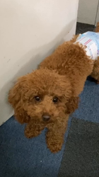 伊藤光央ブリーダーからお迎えしたトイプードル：きなこちゃん