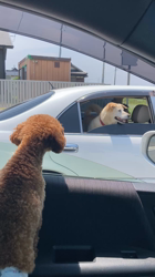 伊藤光央ブリーダーからお迎えしたトイプードル：きなこちゃん