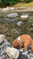 伊藤光央ブリーダーからお迎えしたトイプードル：きなこちゃん