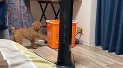 伊藤光央ブリーダーからお迎えしたトイプードル:きなこちゃん