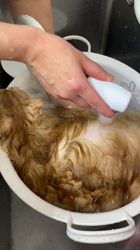 柴田章子ブリーダーからお迎えしたスコティッシュフォールド：キキくん