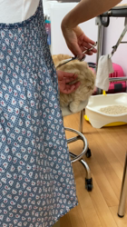 柴田章子ブリーダーからお迎えしたスコティッシュフォールド：キキくん