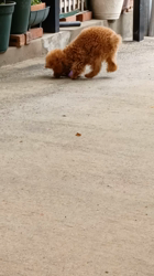 川辺進ブリーダーからお迎えしたトイプードル：はなちゃん