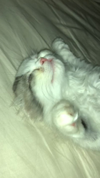 今松澄江ブリーダーからお迎えしたスコティッシュフォールド：豆大福くん