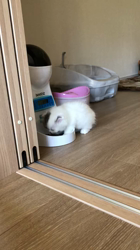 今松澄江ブリーダーからお迎えしたスコティッシュフォールド：豆大福くん