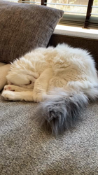 今松澄江ブリーダーからお迎えしたスコティッシュフォールド：豆大福くん