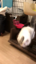 今松澄江ブリーダーからお迎えしたスコティッシュフォールド：豆大福くん