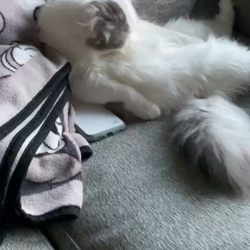 今松澄江ブリーダーからお迎えしたスコティッシュフォールド：豆大福くん