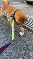 西岡芳隆ブリーダーからお迎えした柴犬：宇宙くん