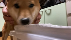 西岡芳隆ブリーダーからお迎えした柴犬：宇宙くん