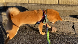西岡芳隆ブリーダーからお迎えした柴犬：宇宙くん