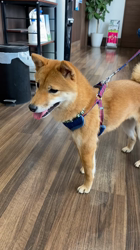 西岡芳隆ブリーダーからお迎えした柴犬：宇宙くん