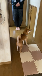 西岡芳隆ブリーダーからお迎えした柴犬：宇宙くん