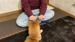 西岡芳隆ブリーダーからお迎えした柴犬：宇宙くん