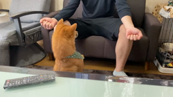 西岡芳隆ブリーダーからお迎えした柴犬：宇宙くん
