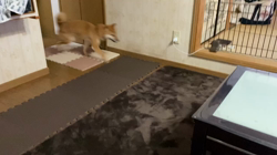 西岡芳隆ブリーダーからお迎えした柴犬：宇宙くん