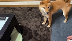 西岡芳隆ブリーダーからお迎えした柴犬：宇宙くん