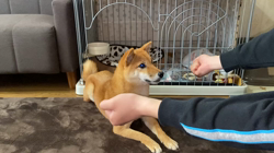 西岡芳隆ブリーダーからお迎えした柴犬：宇宙くん