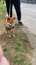 西岡芳隆ブリーダーからお迎えした柴犬：宇宙くん
