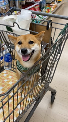 西岡芳隆ブリーダーからお迎えした柴犬：宇宙くん