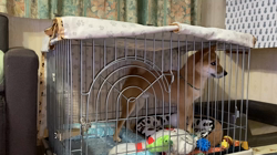 西岡芳隆ブリーダーからお迎えした柴犬：宇宙くん