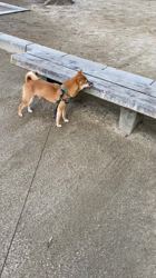 西岡芳隆ブリーダーからお迎えした柴犬：宇宙くん
