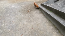 西岡芳隆ブリーダーからお迎えした柴犬：宇宙くん