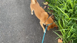 西岡芳隆ブリーダーからお迎えした柴犬：宇宙くん