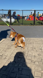 西岡芳隆ブリーダーからお迎えした柴犬：宇宙くん