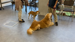 西岡芳隆ブリーダーからお迎えした柴犬：宇宙くん