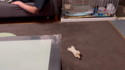 西岡芳隆ブリーダーからお迎えした柴犬：宇宙くん