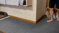 西岡芳隆ブリーダーからお迎えした柴犬：宇宙くん