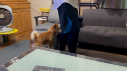 西岡芳隆ブリーダーからお迎えした柴犬：宇宙くん