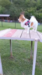 中野康宏ブリーダーからお迎えしたパピヨン：ふーくん