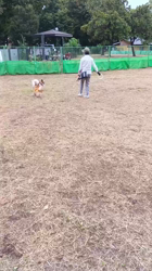 中野康宏ブリーダーからお迎えしたパピヨン：ふーくん