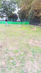 中野康宏ブリーダーからお迎えしたパピヨン：ふーくん