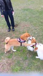 中野康宏ブリーダーからお迎えしたパピヨン：ふーくん