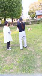 中野康宏ブリーダーからお迎えしたパピヨン：ふーくん