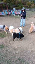 中野康宏ブリーダーからお迎えしたパピヨン：ふーくん