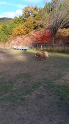 中野康宏ブリーダーからお迎えしたパピヨン：ふーくん